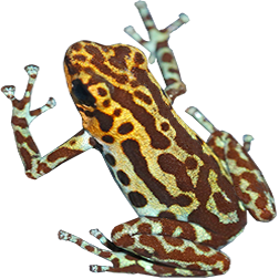 Bajo Cedro Dart Frog